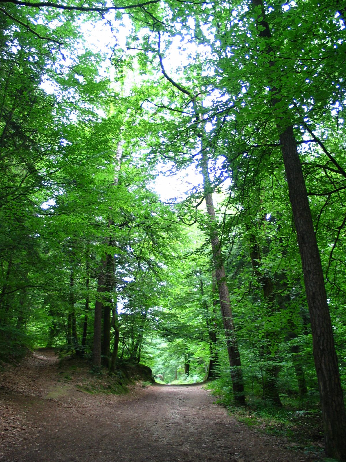 trees in a wooded area of an open area