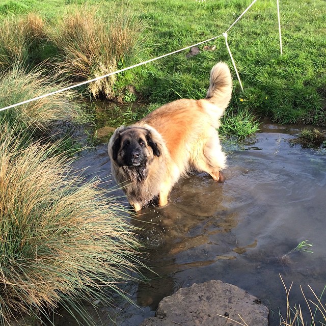 a dog walking through a small pond in the grass