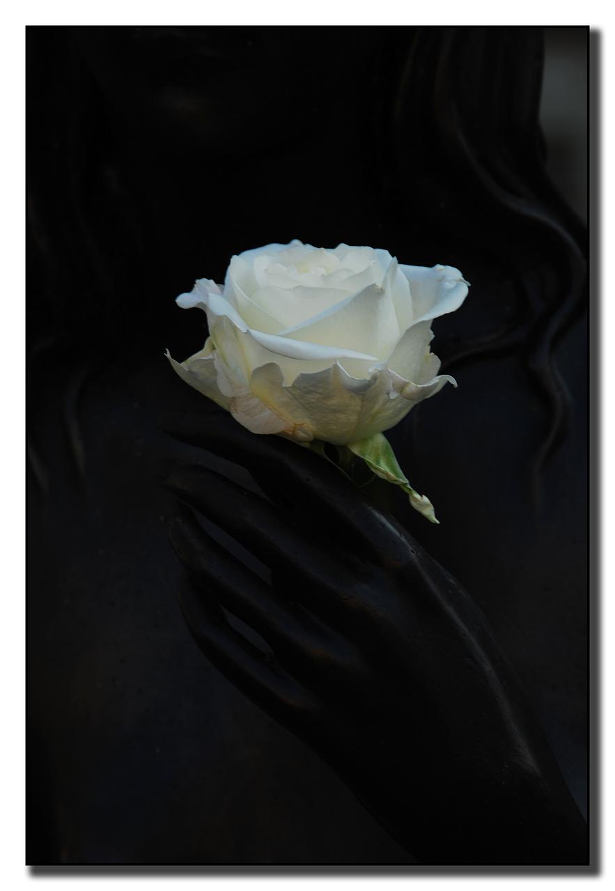 a person holding out their hand with a white rose on it