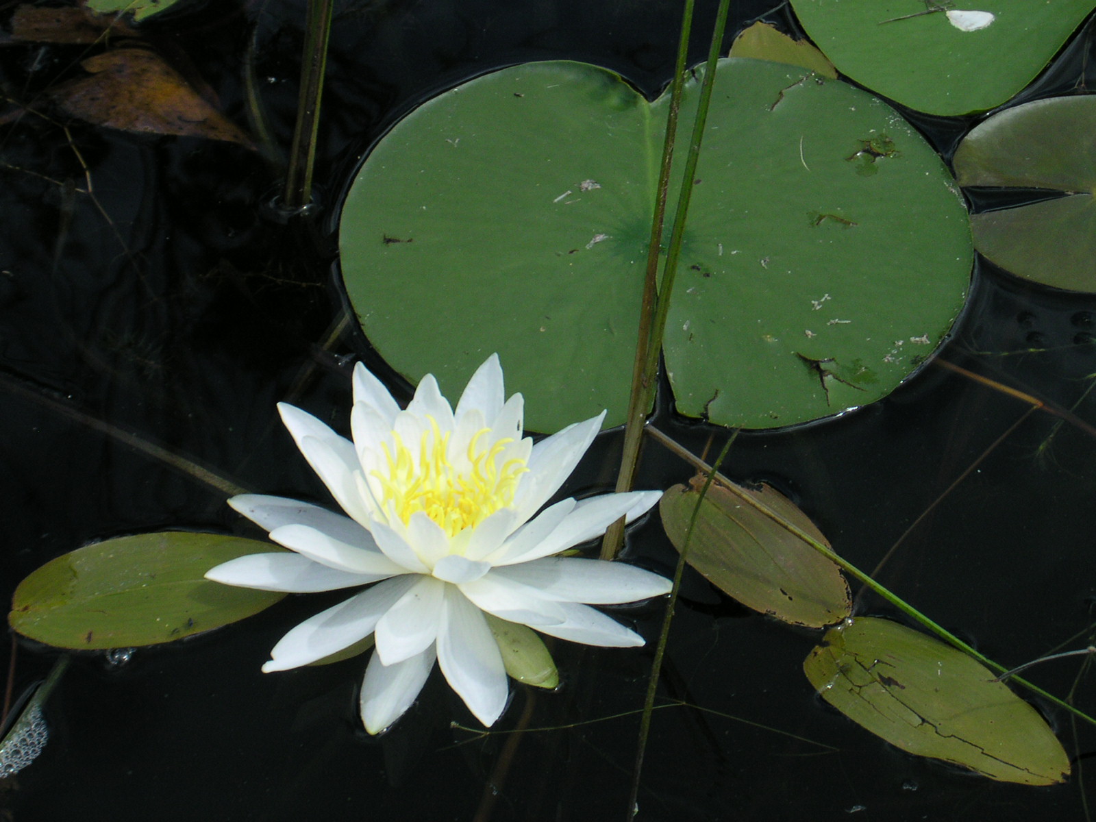a white water lily with yellow center blooming from the center