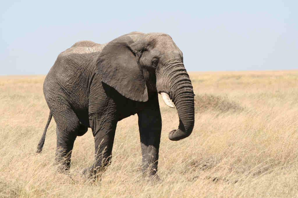 an elephant walking through some grass in the wild