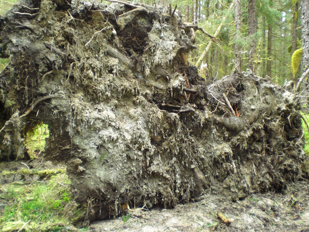 a large tree that is being blown by the wind