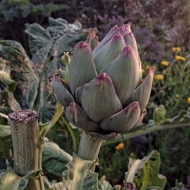 an artichoke flower on a bush with other plants