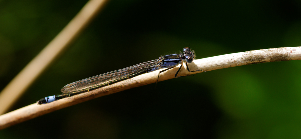 an insect that is sitting on a nch