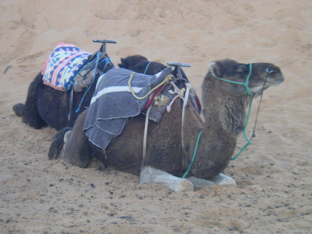 the two camels have saddles and ties on their backs