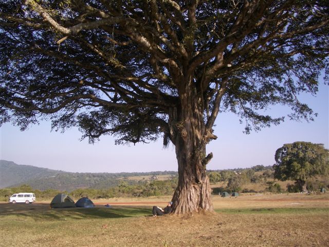 an old tree in the middle of an open field