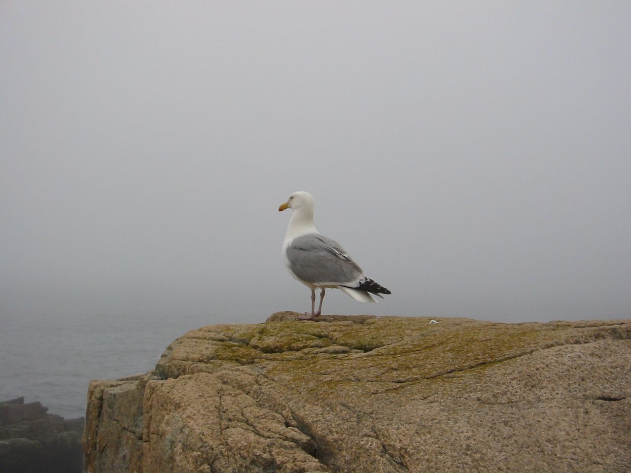 a lone seagull is perched on top of a rock