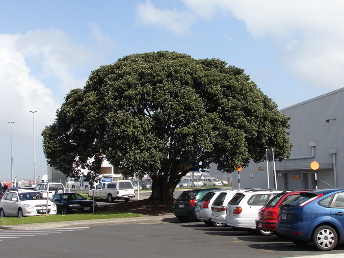 a large, tree in a parking lot full of cars