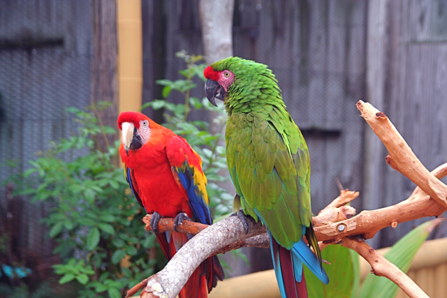 two red and green parrots perched on a nch