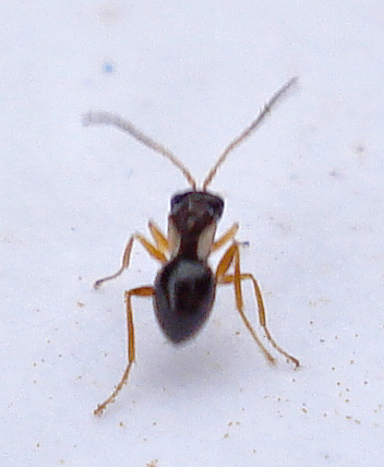 a brown and black bug on a white surface