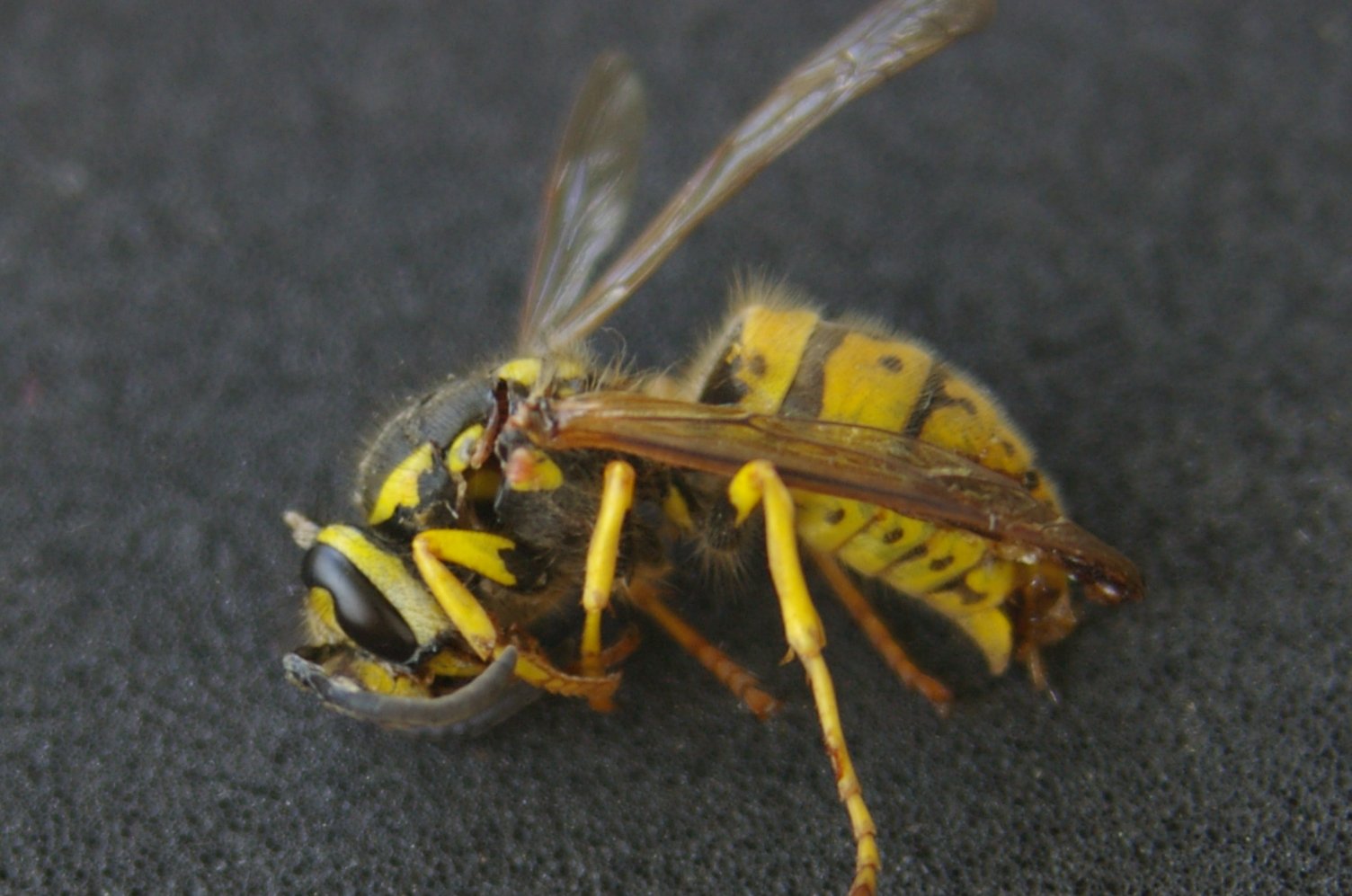 a close up of a bee with yellow and black markings