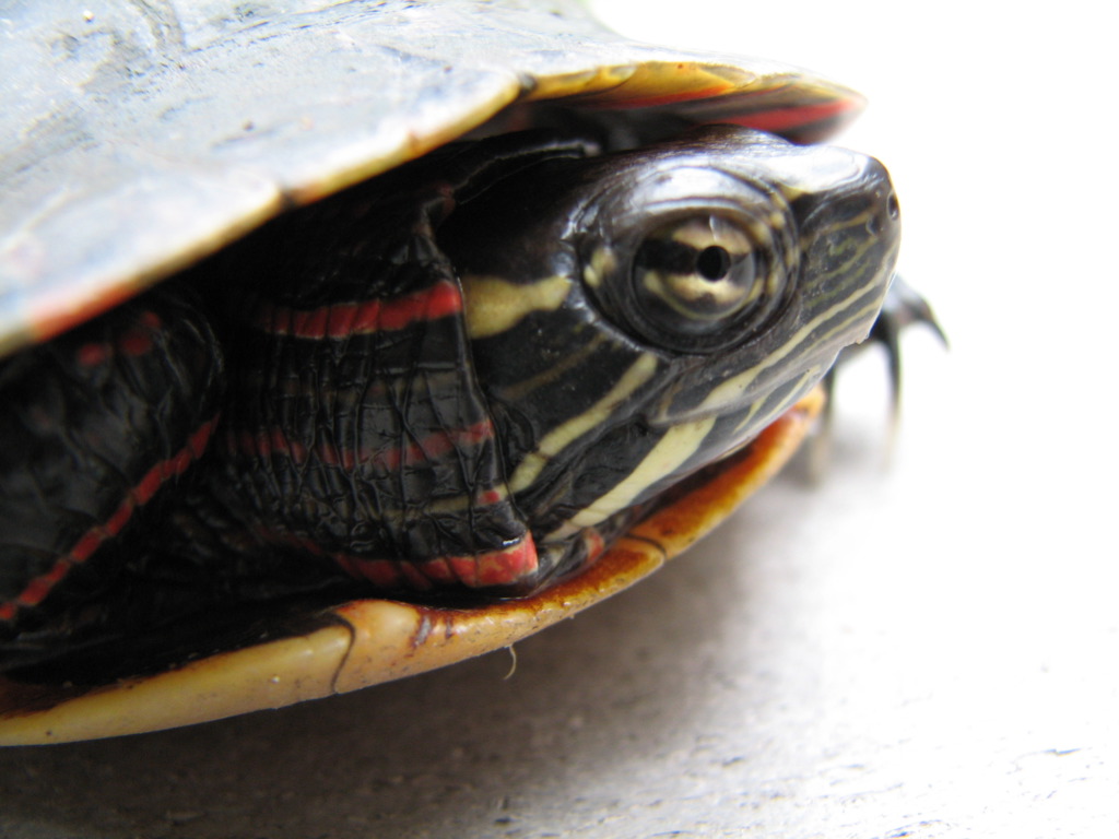 a close up s of the neck and head of a turtle