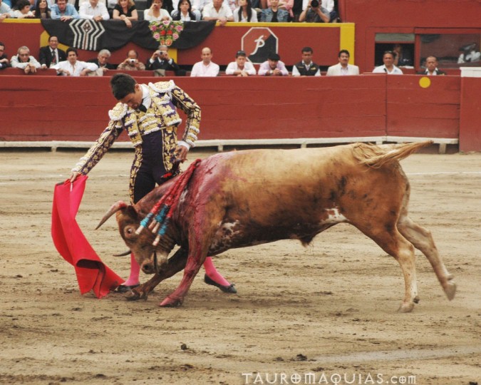 a bull with the horns down is being dragged around by a man