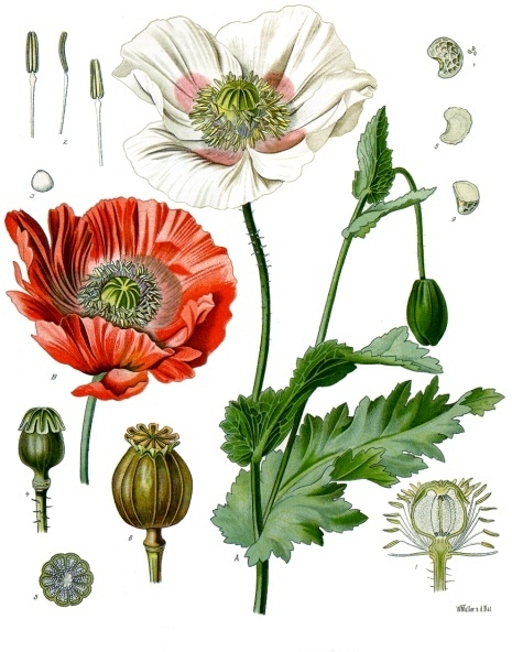 an illustration of various flowers that are white