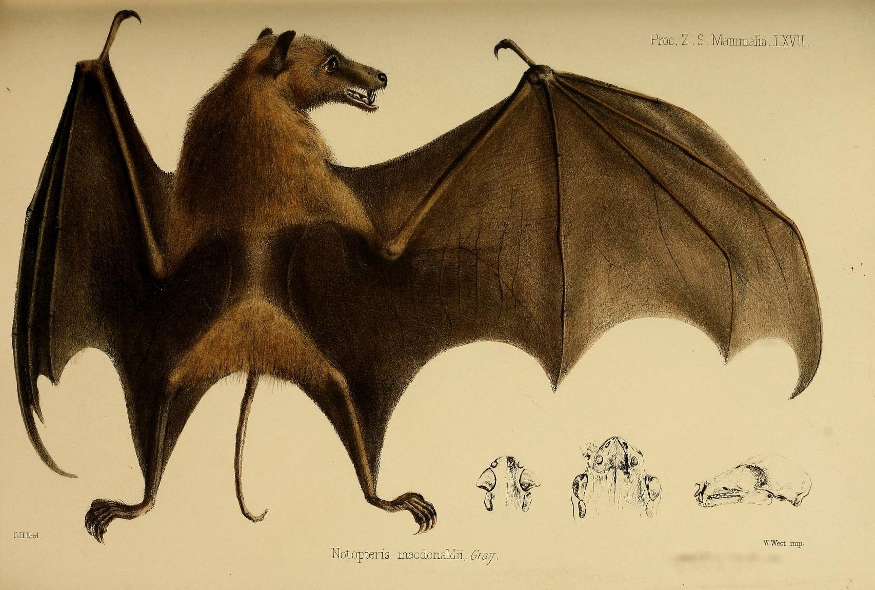 illustration of a brown bat that appears to be from the 19th century