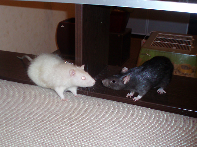 two white mice are standing in front of a mirror