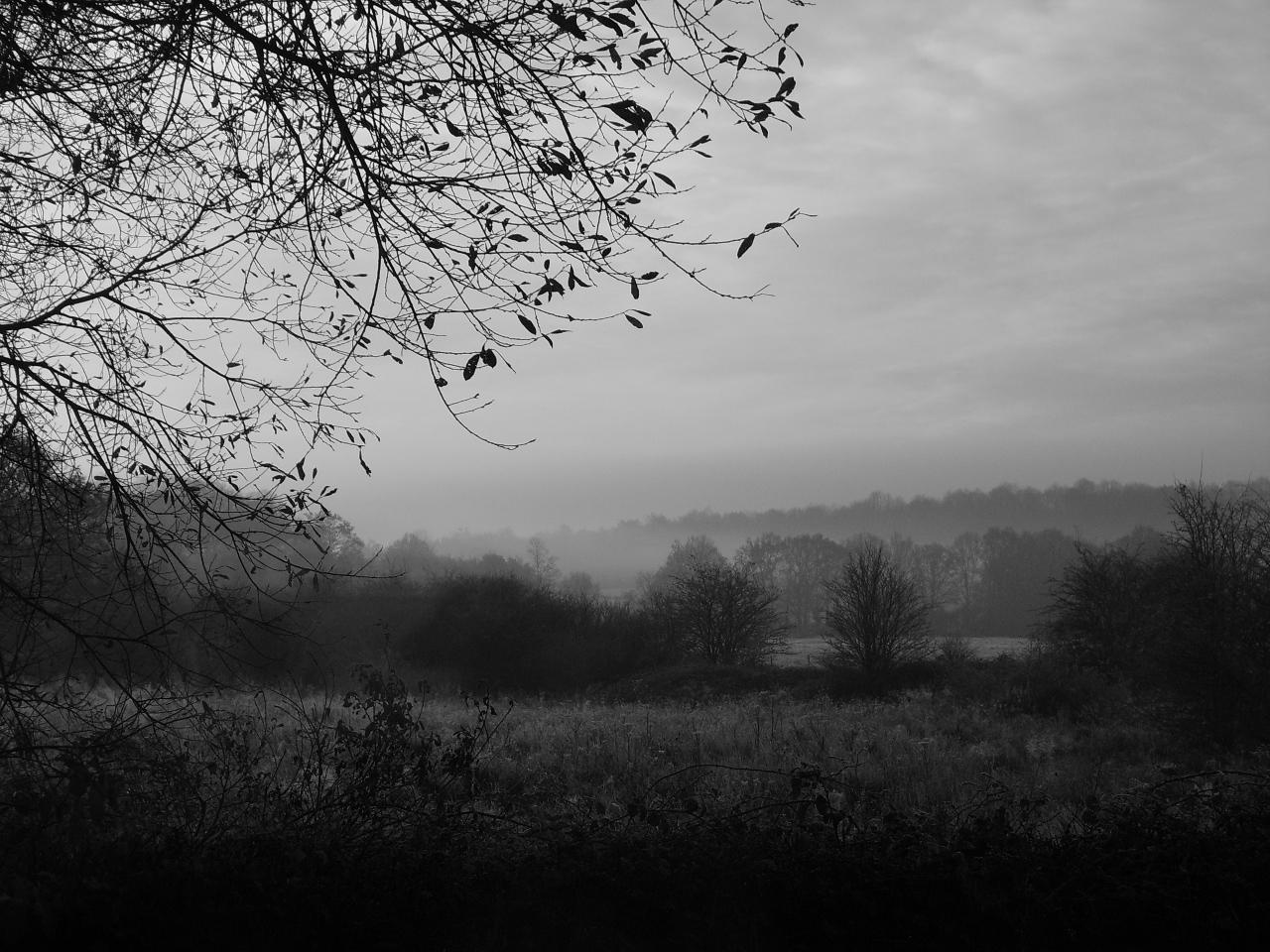 black and white pograph of trees in a field