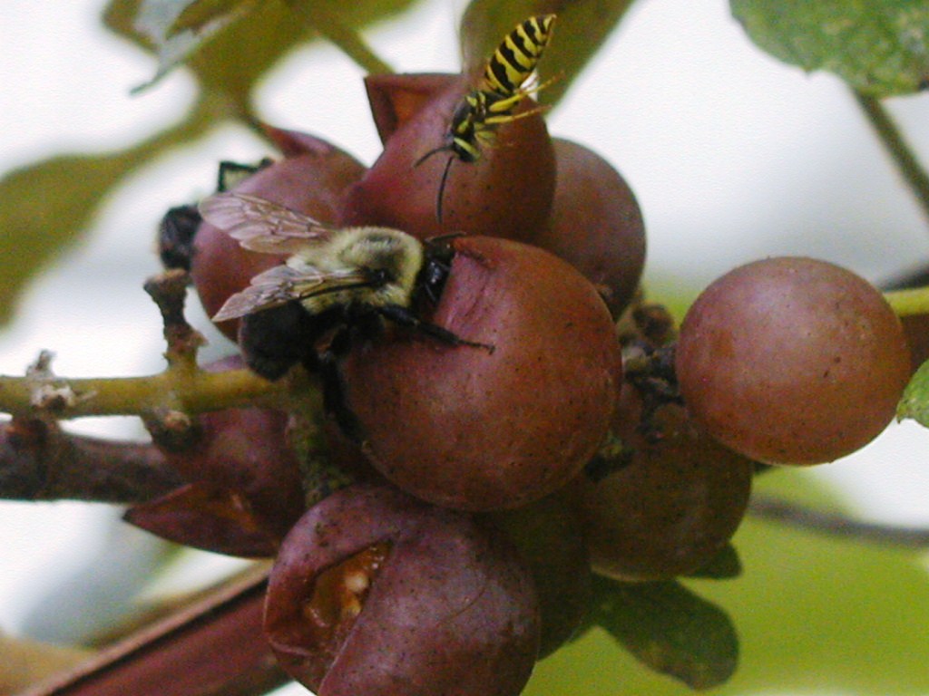 a bee on an apple tree nch with purple fruits