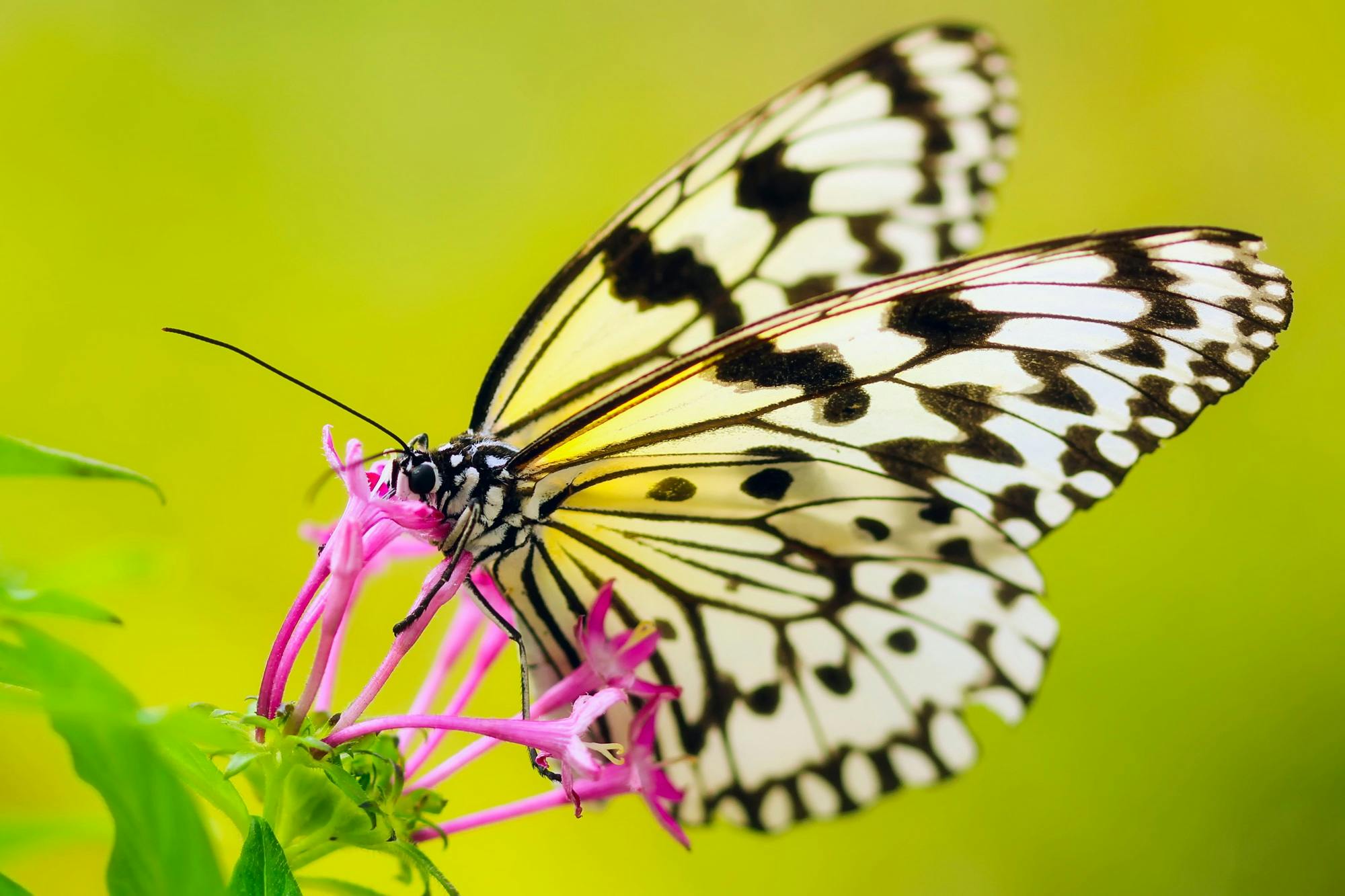 a close up of a butterfly on a flower, getty images proshot, pink white and green, white with black spots, having a snack