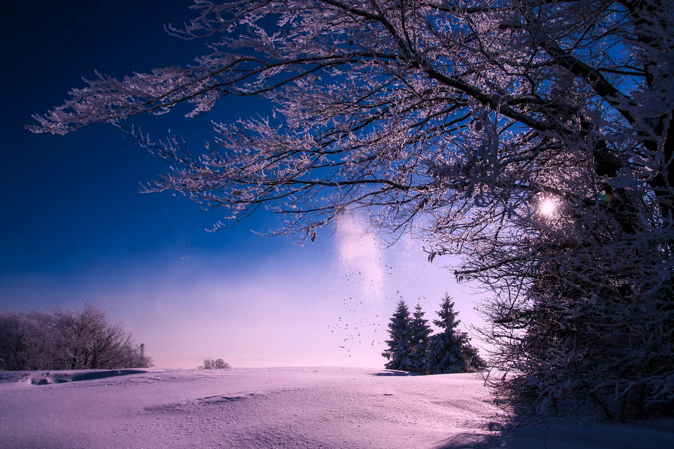 a snow covered field with trees in the background, by Antoni Brodowski, pexels contest winner, moonlit purple sky, blue and clear sky, pink trees, landscape wallpaper