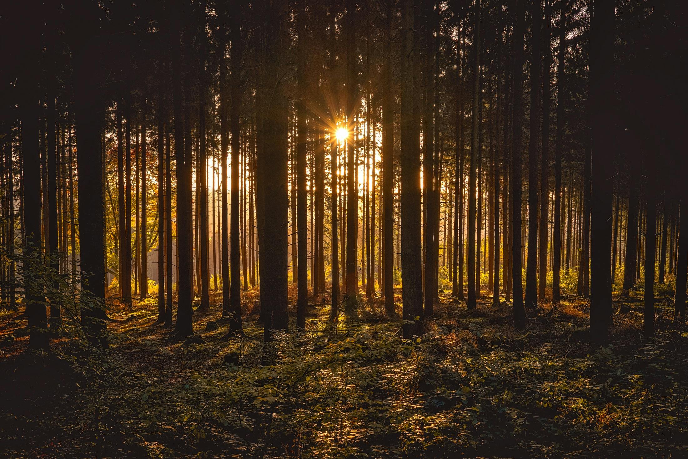 the sun shines through the trees in a forest, by Jesper Knudsen, pexels contest winner, sunset lighting 8k, scene inside forest, a wooden, ((forest))