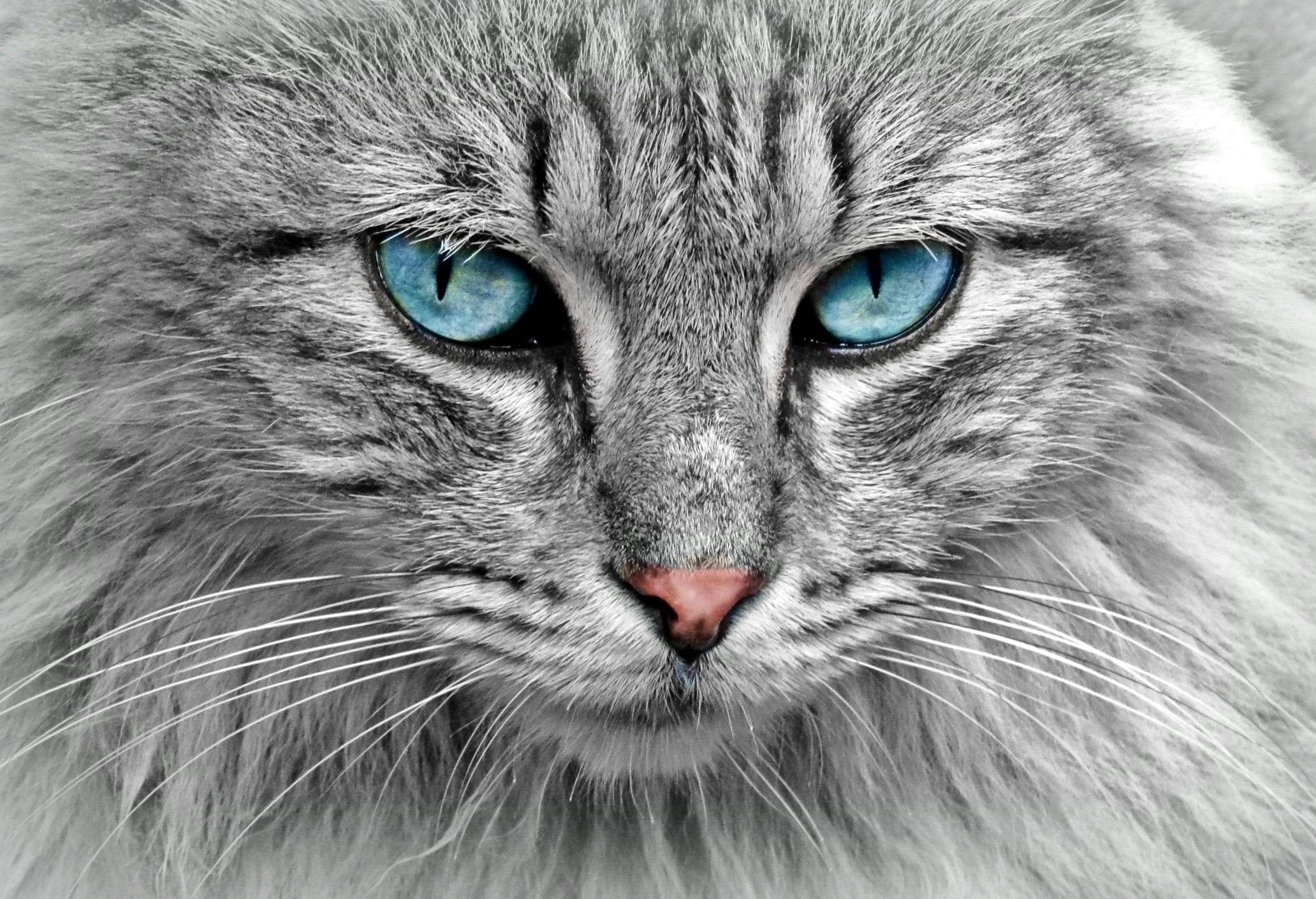 a close up of a cat with blue eyes, a digital rendering, by Terese Nielsen, flickr, silver and blue color schemes, photo pinterest, clear symmetrical eyes, maine coon