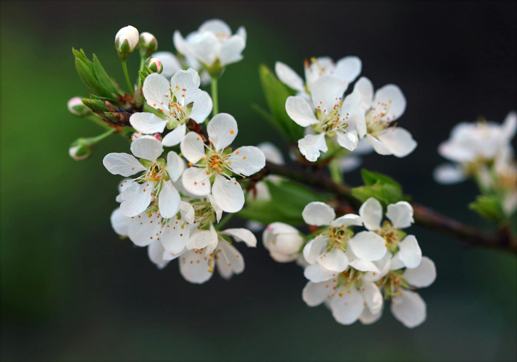 a close up of some white flowers on a tree, an album cover, paul barson, cherry, highly polished, unedited