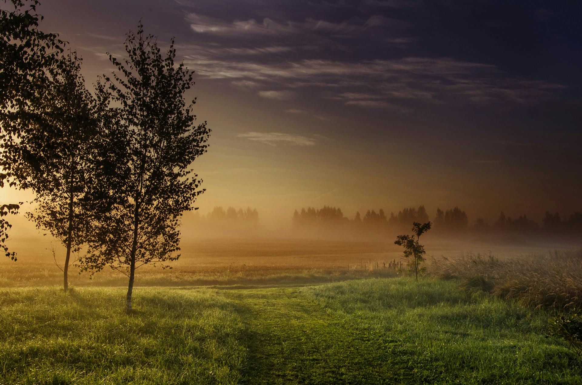 a couple of trees sitting on top of a lush green field, inspired by Gediminas Pranckevicius, pexels contest winner, humid evening, light orange mist, northern finland, compositing