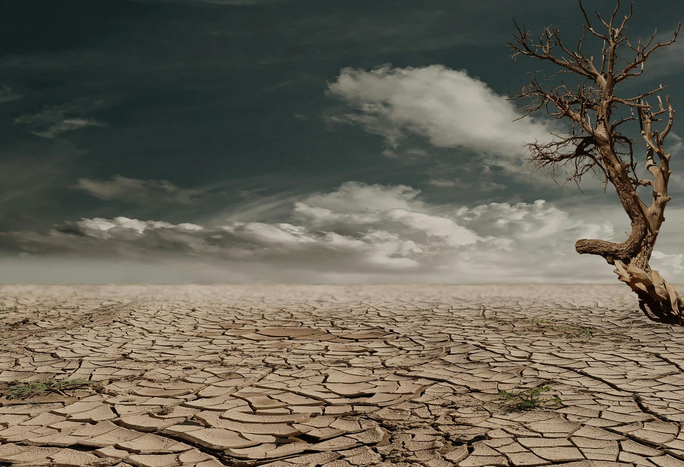 a tree that is standing in the dirt, pexels contest winner, conceptual art, drought, apocalyptic 8k, humid ground, beige and dark atmosphere