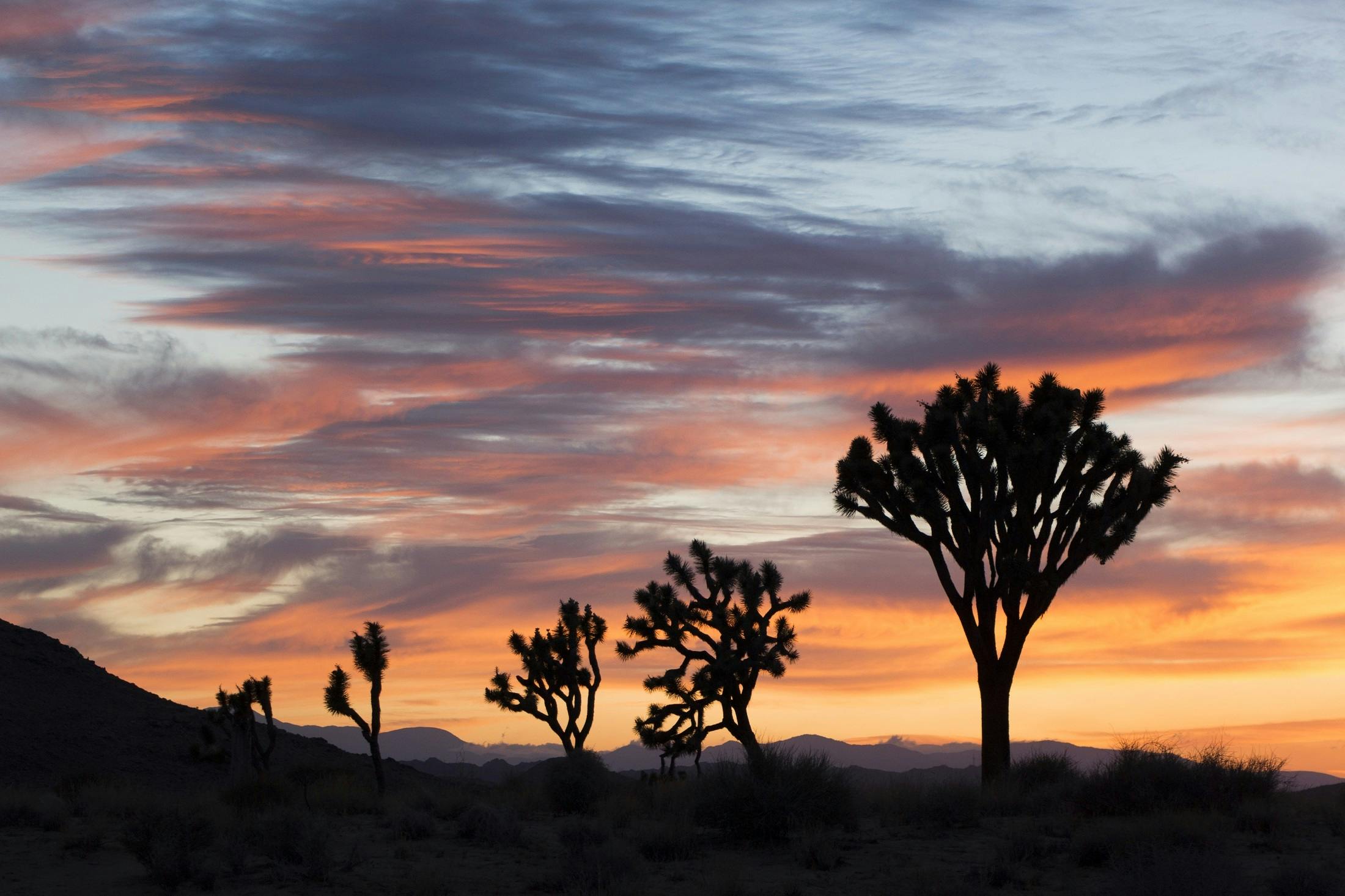 a group of trees sitting in the middle of a desert, by Jessie Algie, unsplash contest winner, land art, sunset colors, dwell, silhouetted, curved trees