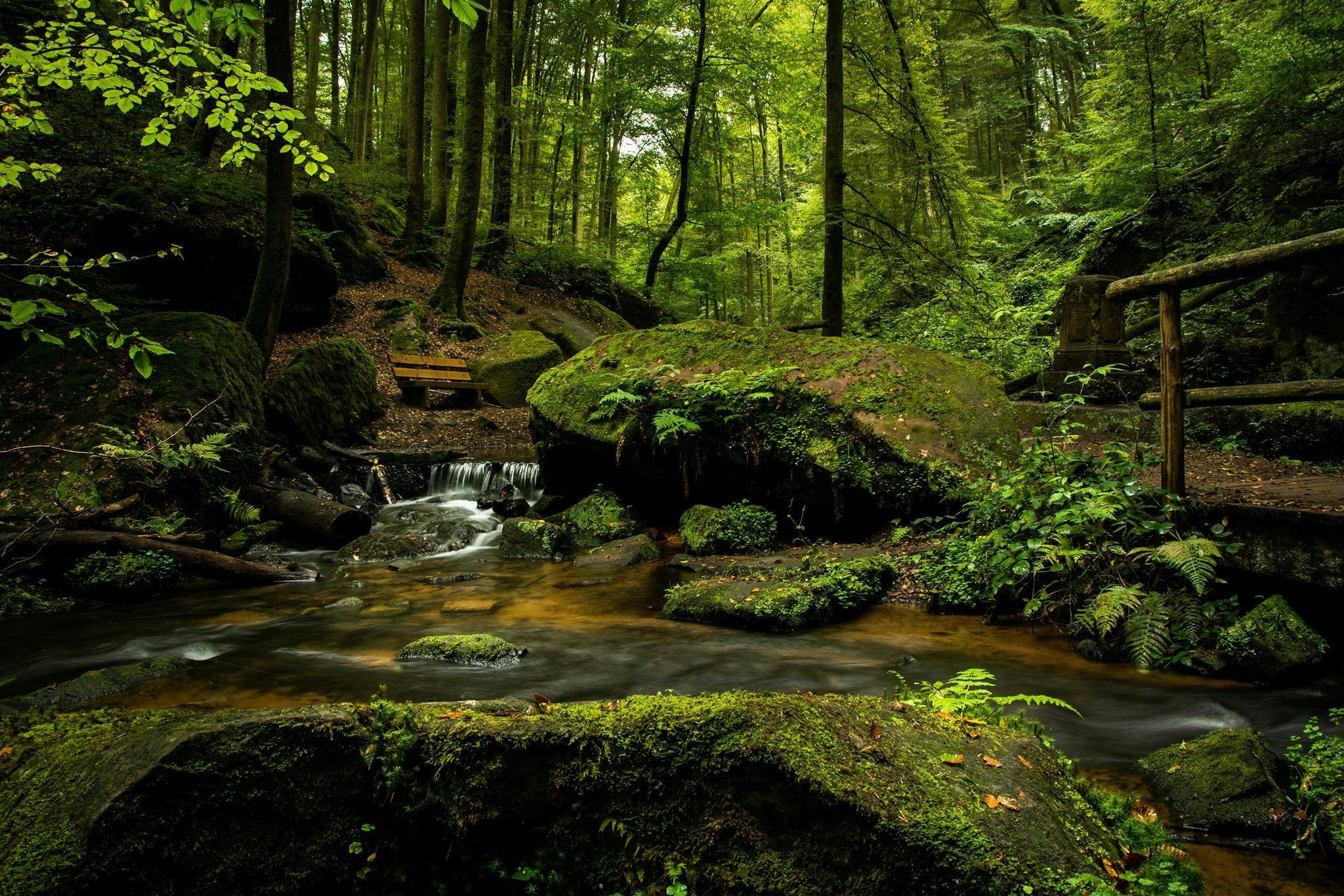 a stream running through a lush green forest, by Thomas Häfner, pexels contest winner, renaissance, detmold, glowing green rocks, maus in forest, ((forest))