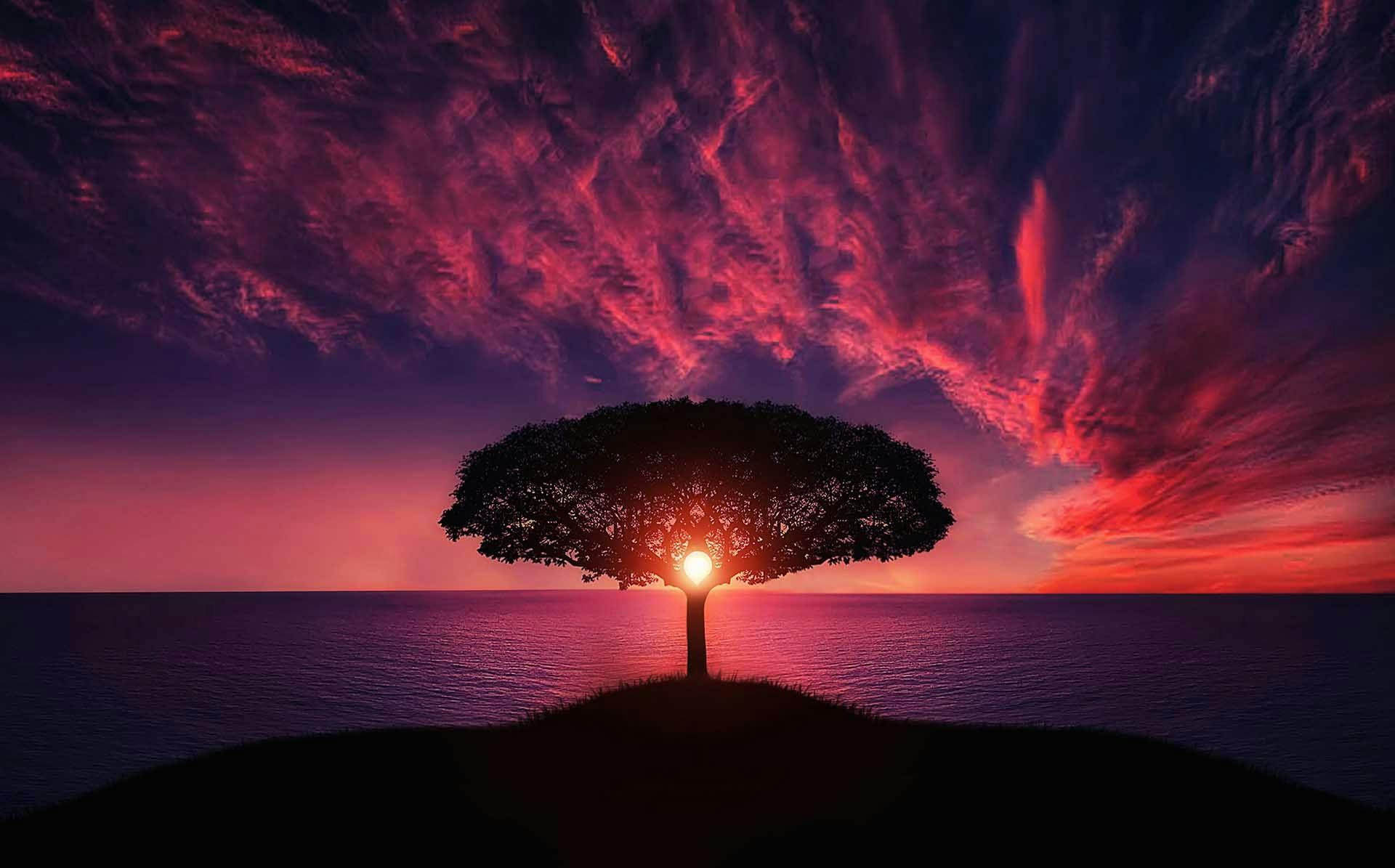 a tree sitting on top of a hill next to the ocean, pexels contest winner, romanticism, nebula sunset, brain tree eye holy grail, profile picture 1024px, redpink sunset