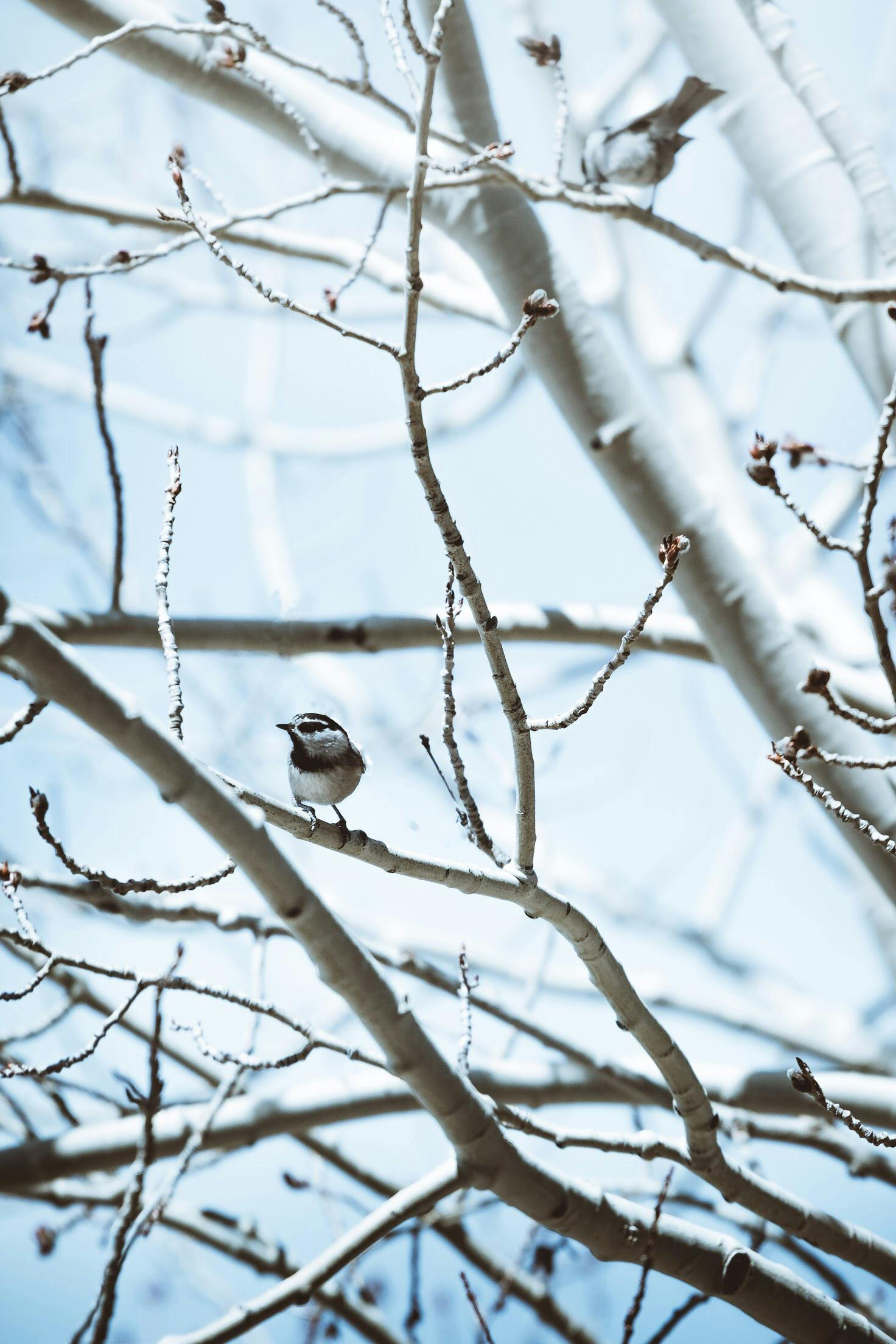 a bird sitting on top of a tree branch, inspired by Elsa Bleda, unsplash, white and pale blue, sunny winter day, small chin, wide angle”