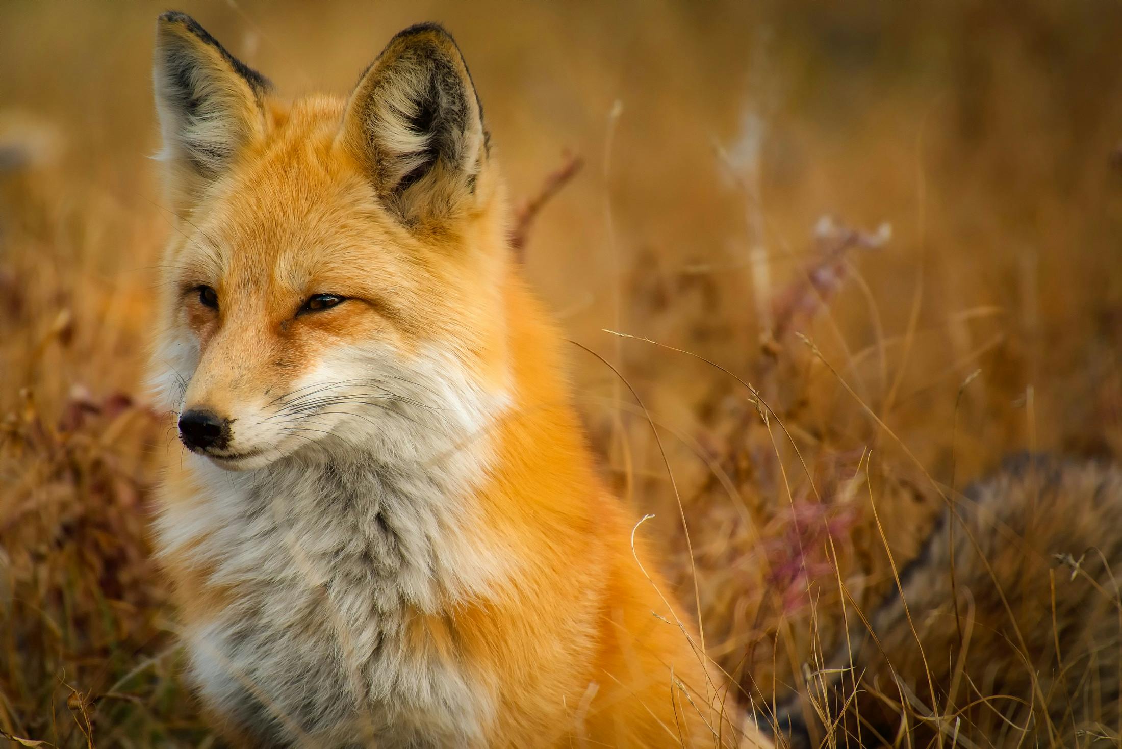a fox that is sitting in the grass, a portrait, by Sven Erixson, pexels contest winner, mongolia, vibrant orange, manuka, slide show