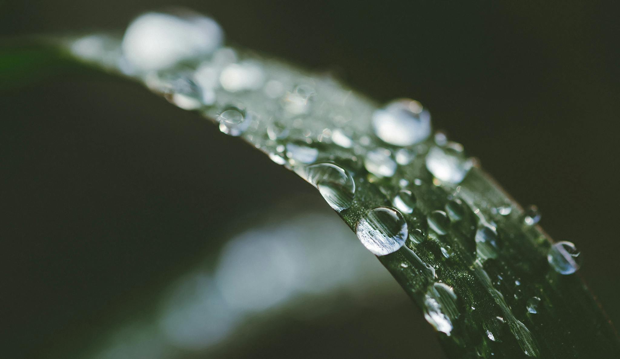a close up of a leaf with water droplets on it, trending on pexels, alessio albi, high quality photo, pearls of sweat, high detail photo