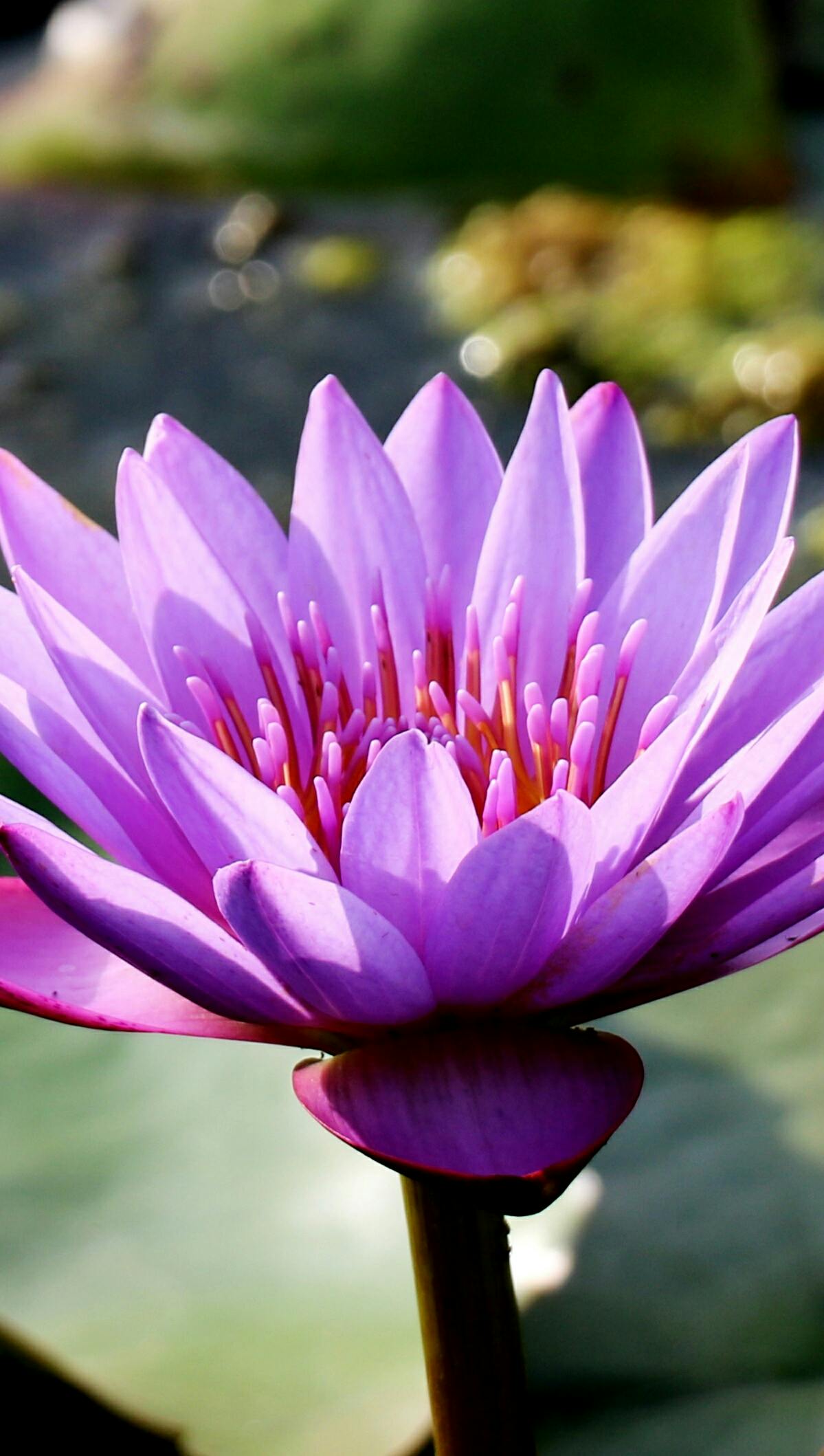 a purple water lily blooming in a pond, unsplash, medium level shot, multicoloured, mid shot photo