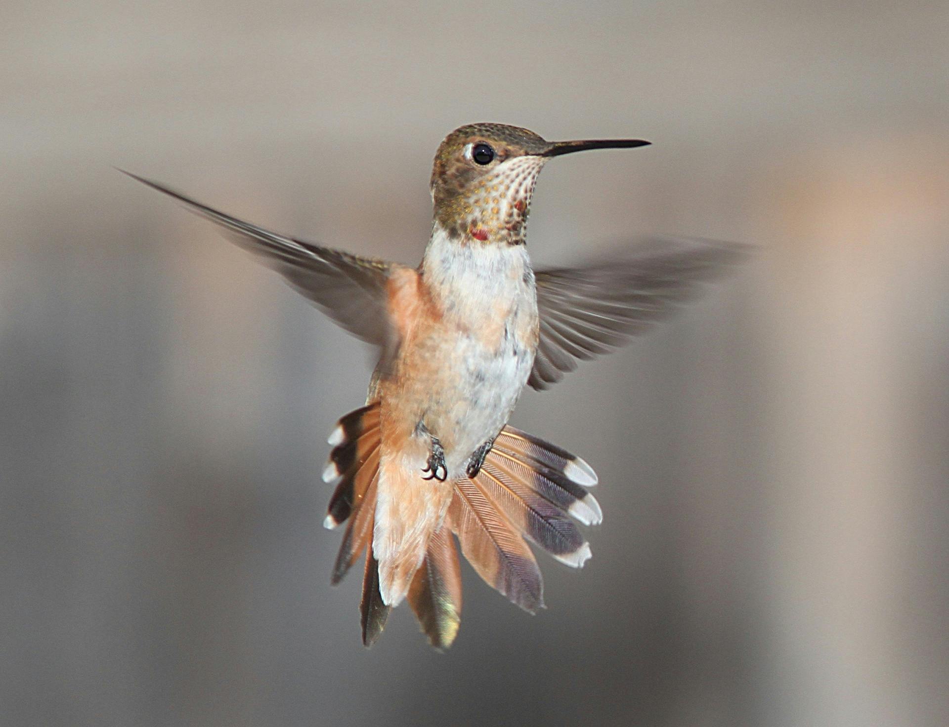 a bird that is flying in the air, by Jim Nelson, pexels contest winner, arabesque, a frontal portrait of a delicate, red and orange colored, fully body photo, high detail 4k