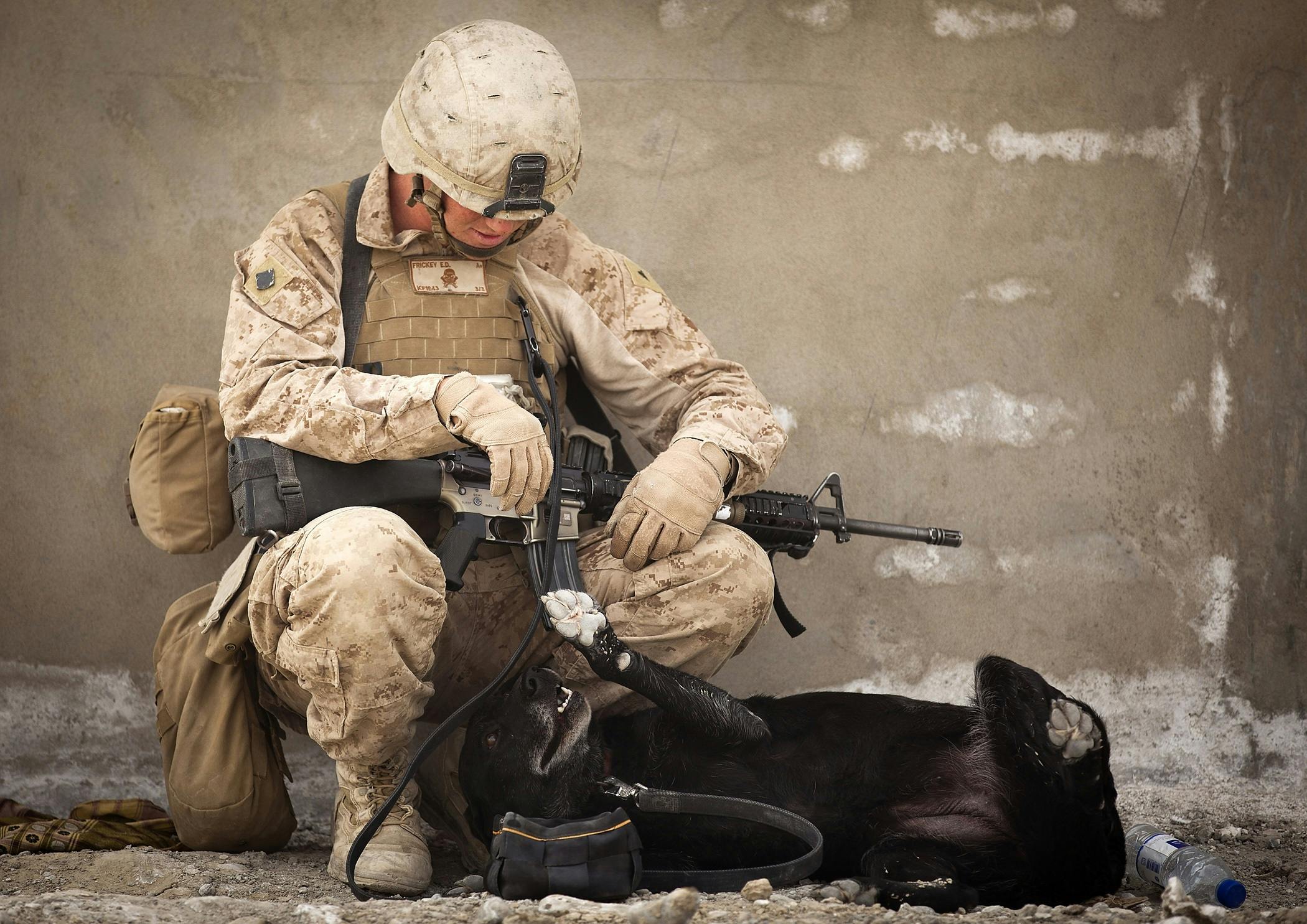 a soldier kneeling down next to a cow, a portrait, shutterstock, subject: dog, game ready, black, marine