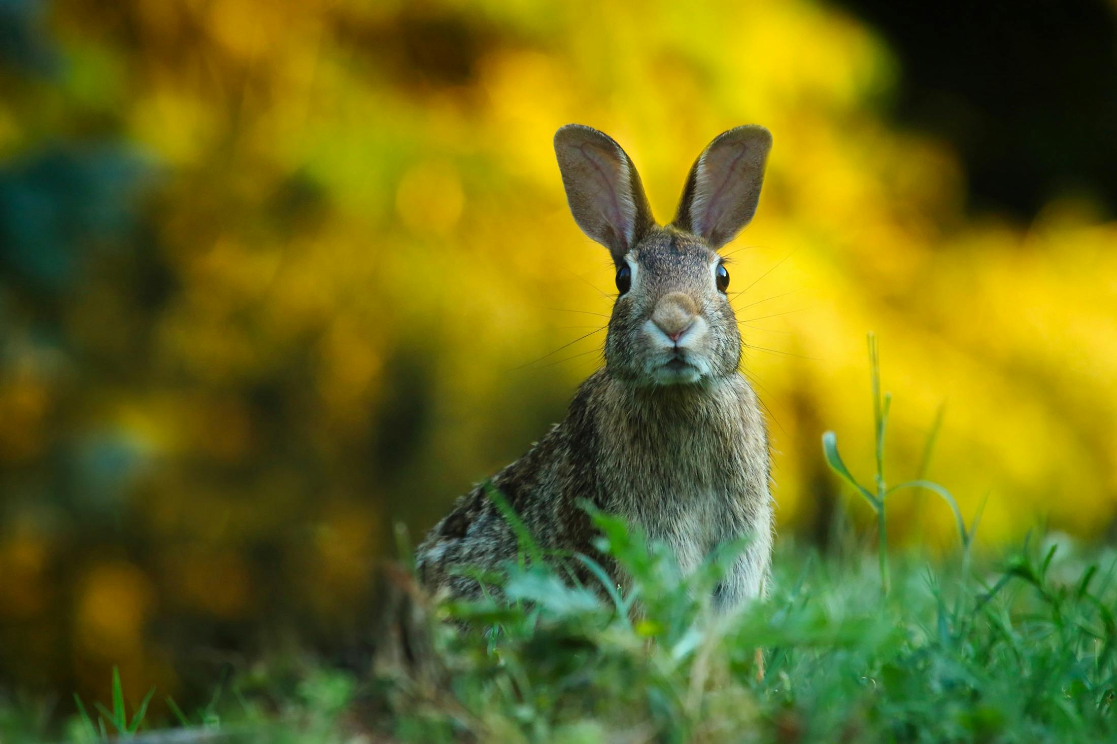 a rabbit that is sitting in the grass