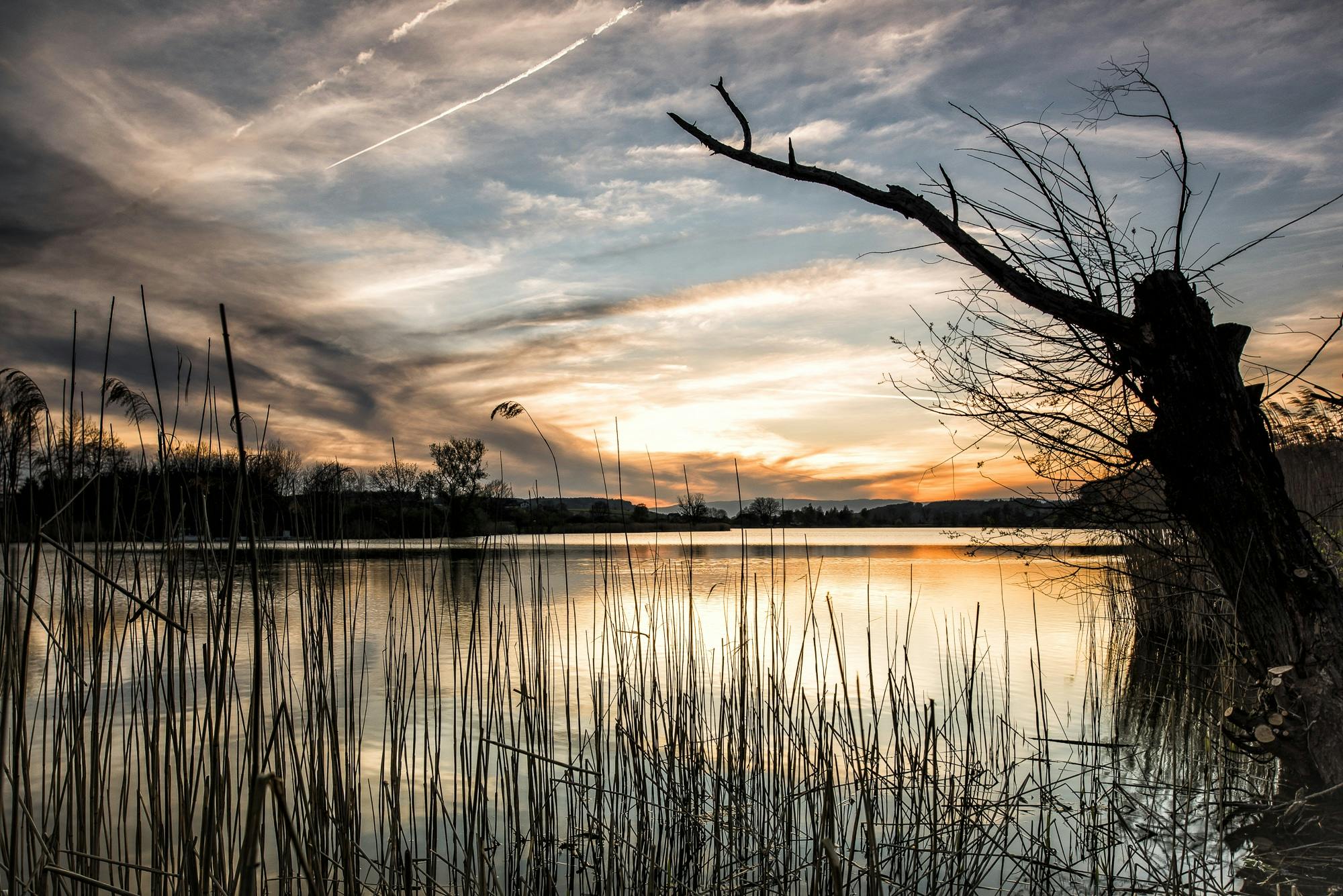 a tree that is standing in the water, by Jan Tengnagel, pexels contest winner, land art, small reeds behind lake, sunset sky, thumbnail