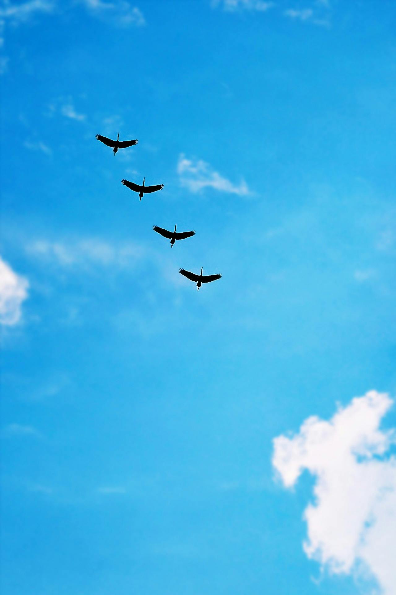 a flock of birds flying through a blue sky, by Paul Bird, minimalism, cranes, 15081959 21121991 01012000 4k, multiple stories, four wings