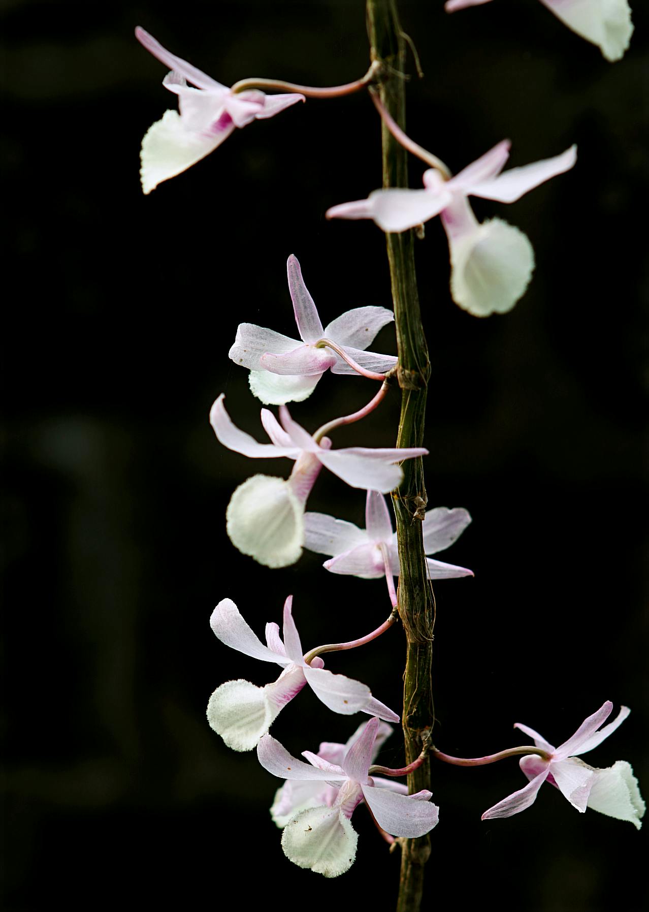 a close up of a flower on a stem, overgrown with orchids, with a black dark background, on display, photograph