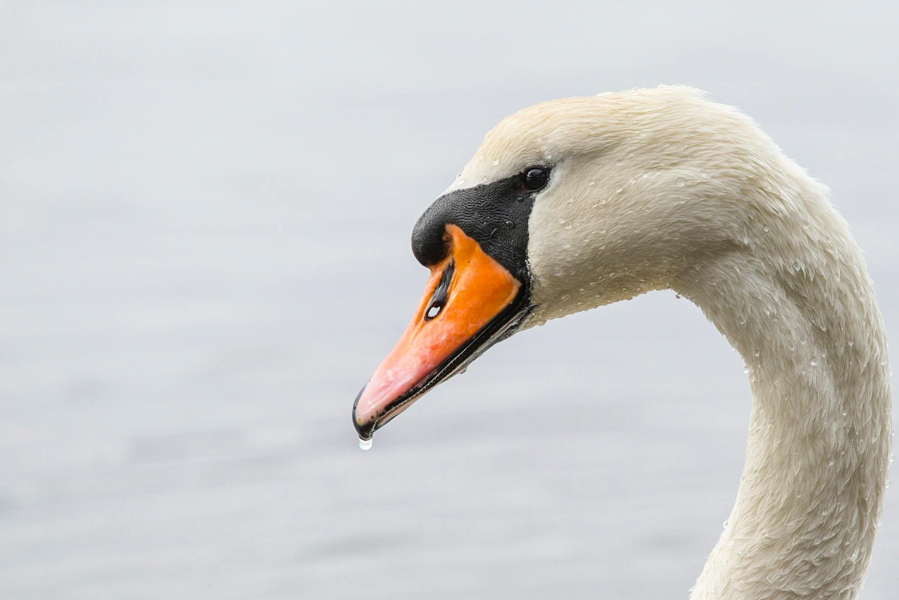 a close up of a bird near a body of water, a portrait, by Jan Tengnagel, pexels contest winner, swans, white and orange, rounded beak, 🦩🪐🐞👩🏻🦳