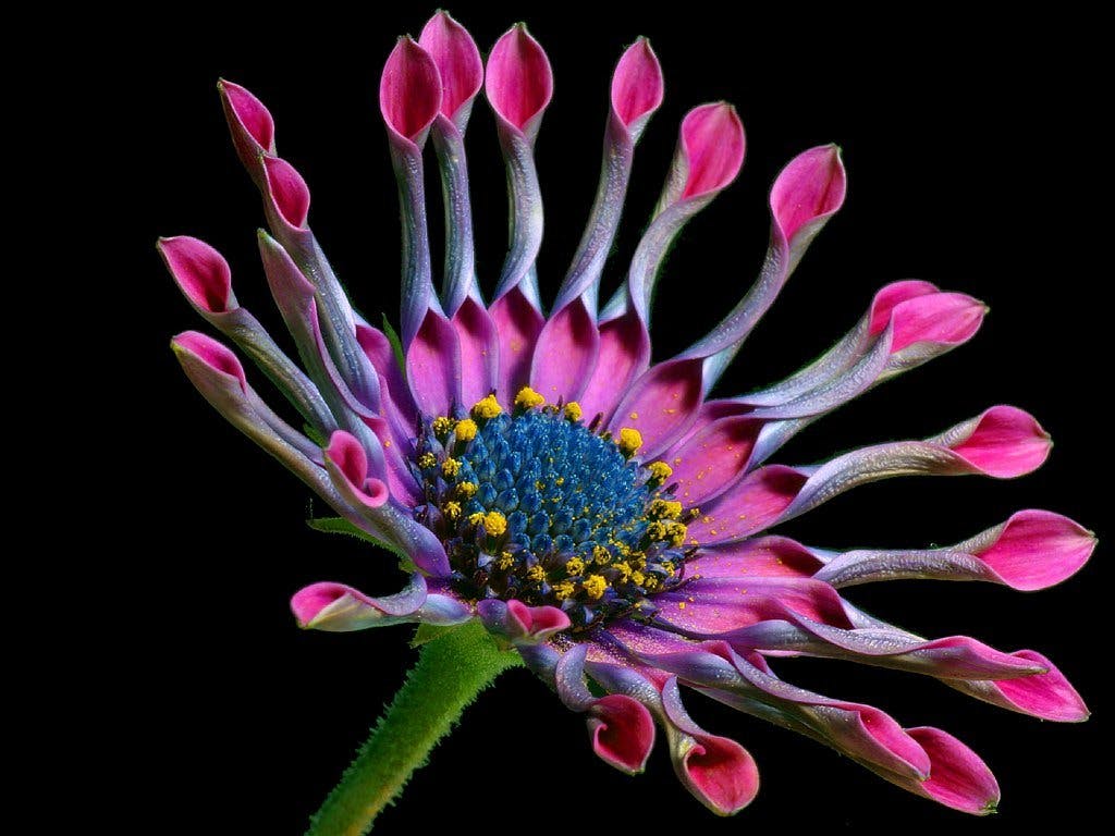 a close up of a flower on a black background, by Jan Rustem, flickr, hyperdetailed colourful, ari aster, intricate flower designs, various posed