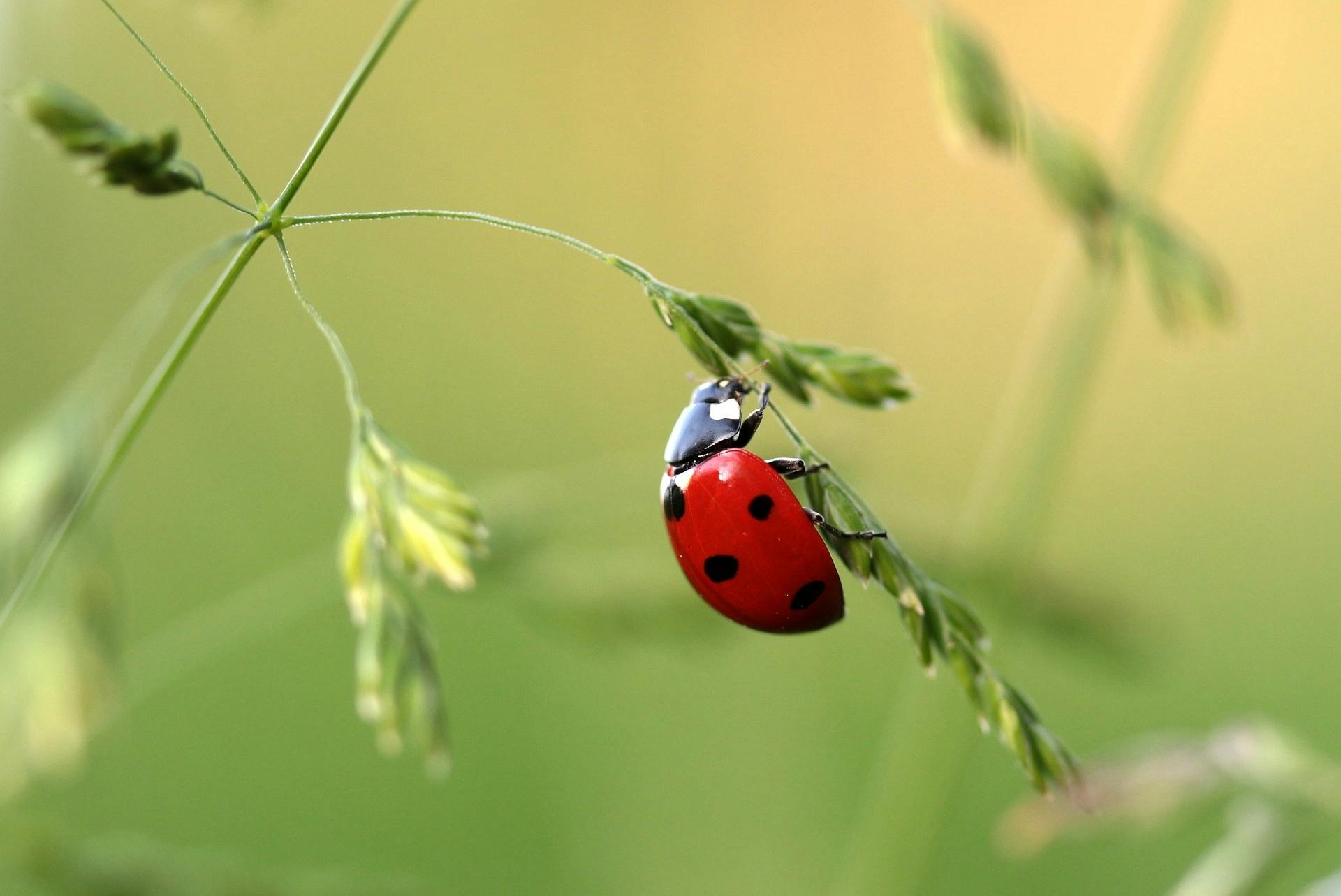 a ladybug sitting on top of a green plant, in a grass field