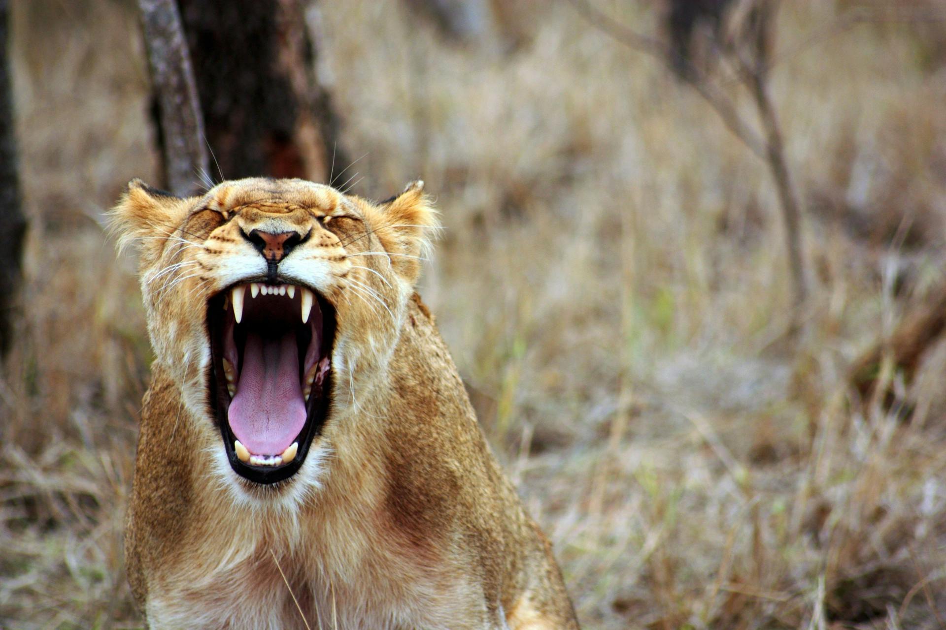 a close up of a lion with its mouth open, pexels contest winner, the trees are angry, feral languid woman, singing, realistic »