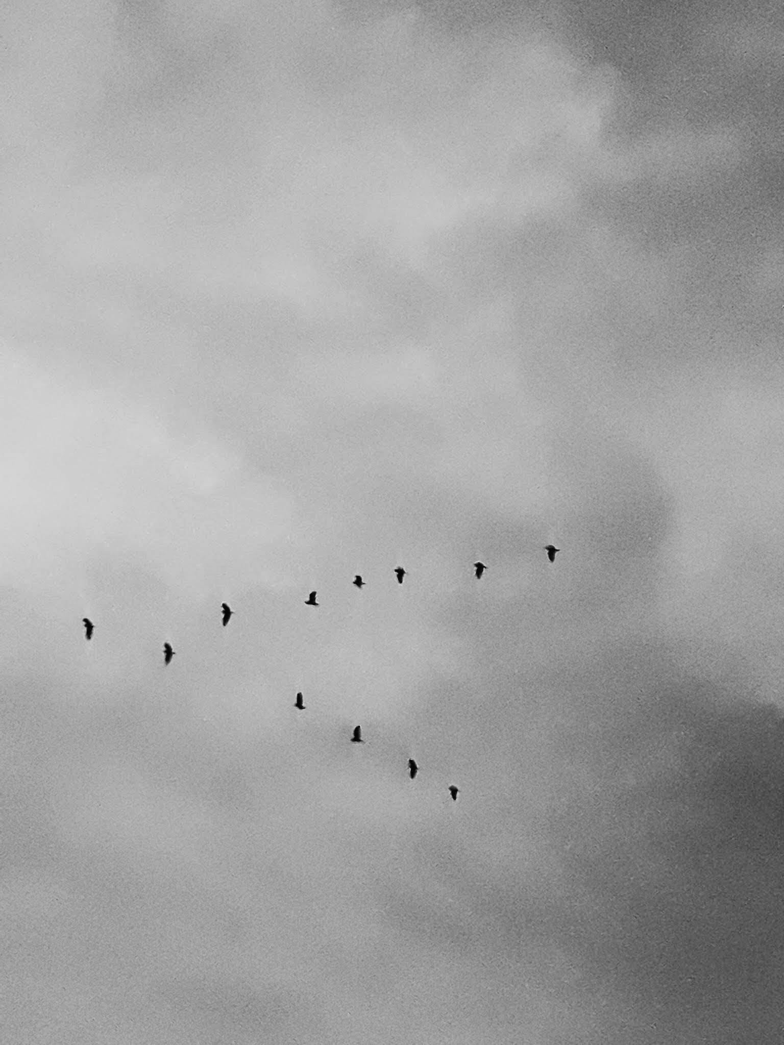 a flock of birds flying through a cloudy sky, a black and white photo, by Lucia Peka, unsplash, minimalism, shot with iphone 1 0, bird\'s eye view, arrival ( film ), gliding