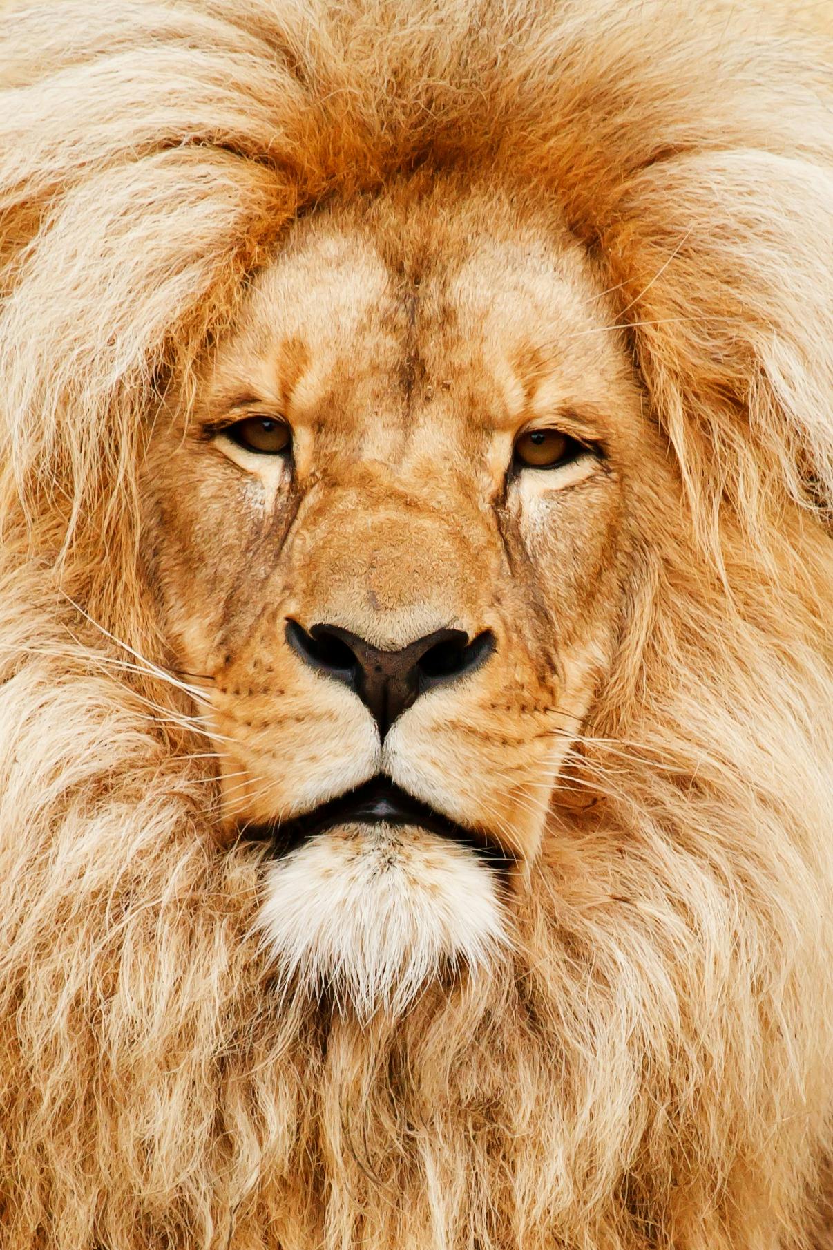 a close up of a lion's face with a blurry background, an album cover, pexels contest winner, renaissance, ultra high face symmetry, regal pose, high quality print, mane