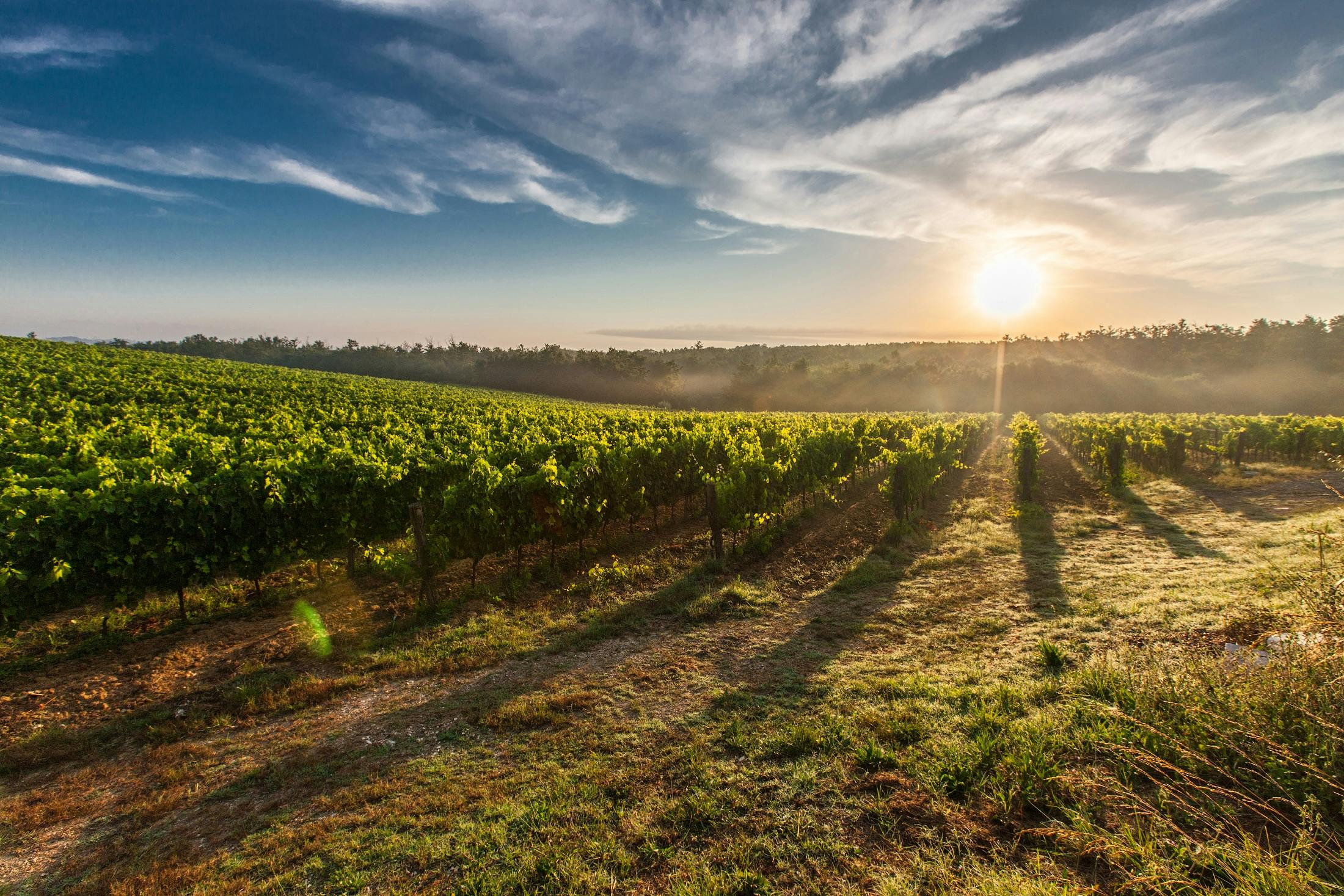 the sun shines through the clouds over a vineyard, pexels contest winner, thumbnail, sunny landscape, various posed, getty images