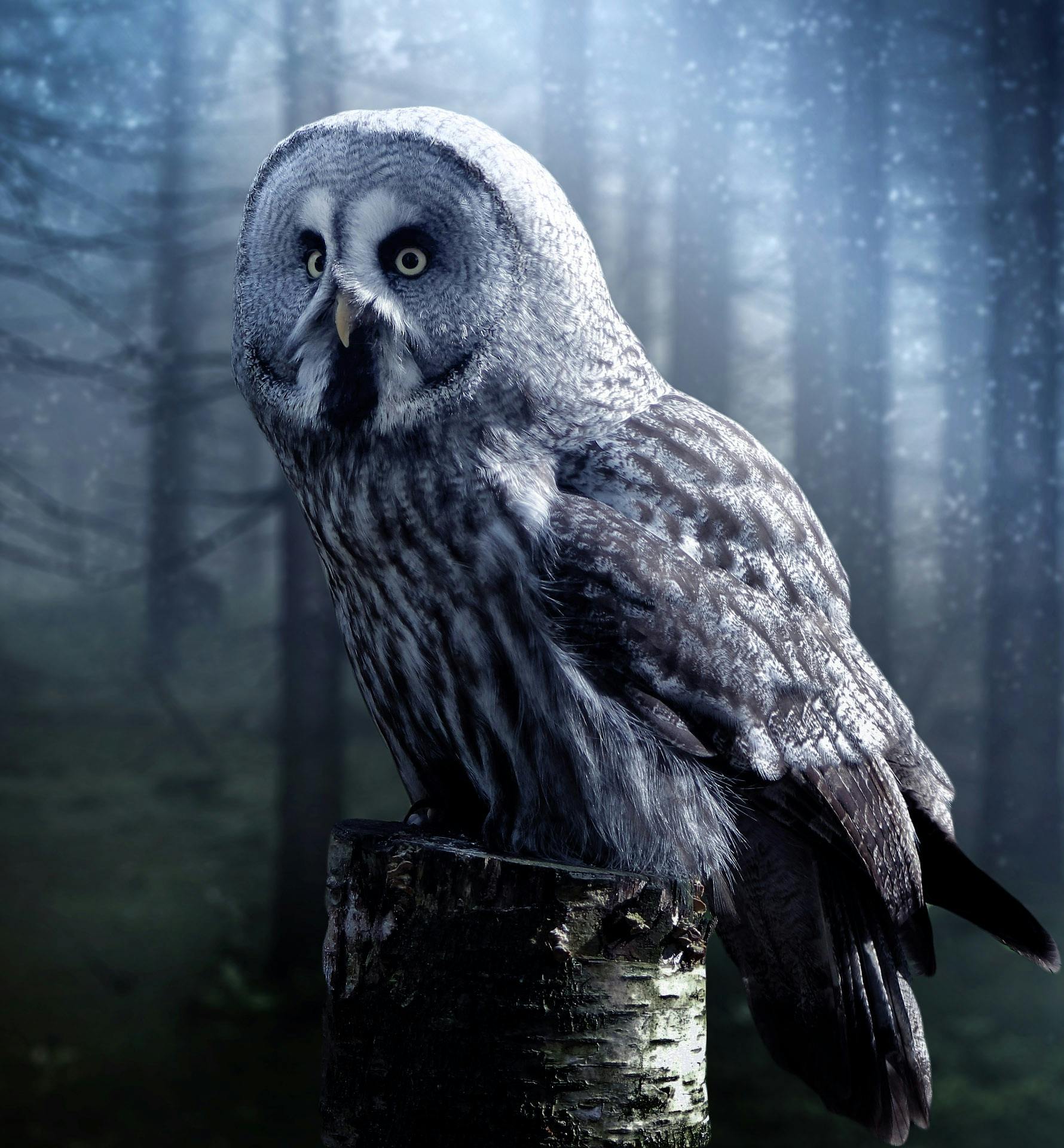 a large owl sitting on top of a tree stump, a portrait, pexels contest winner, photorealism, moonlight grey, 4k', grey mist, instagram post